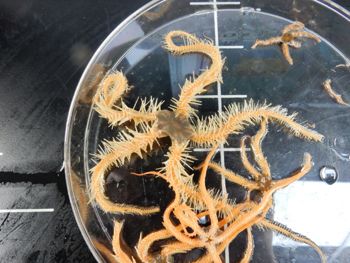 Media type: image;   Invertebrate Zoology 139334